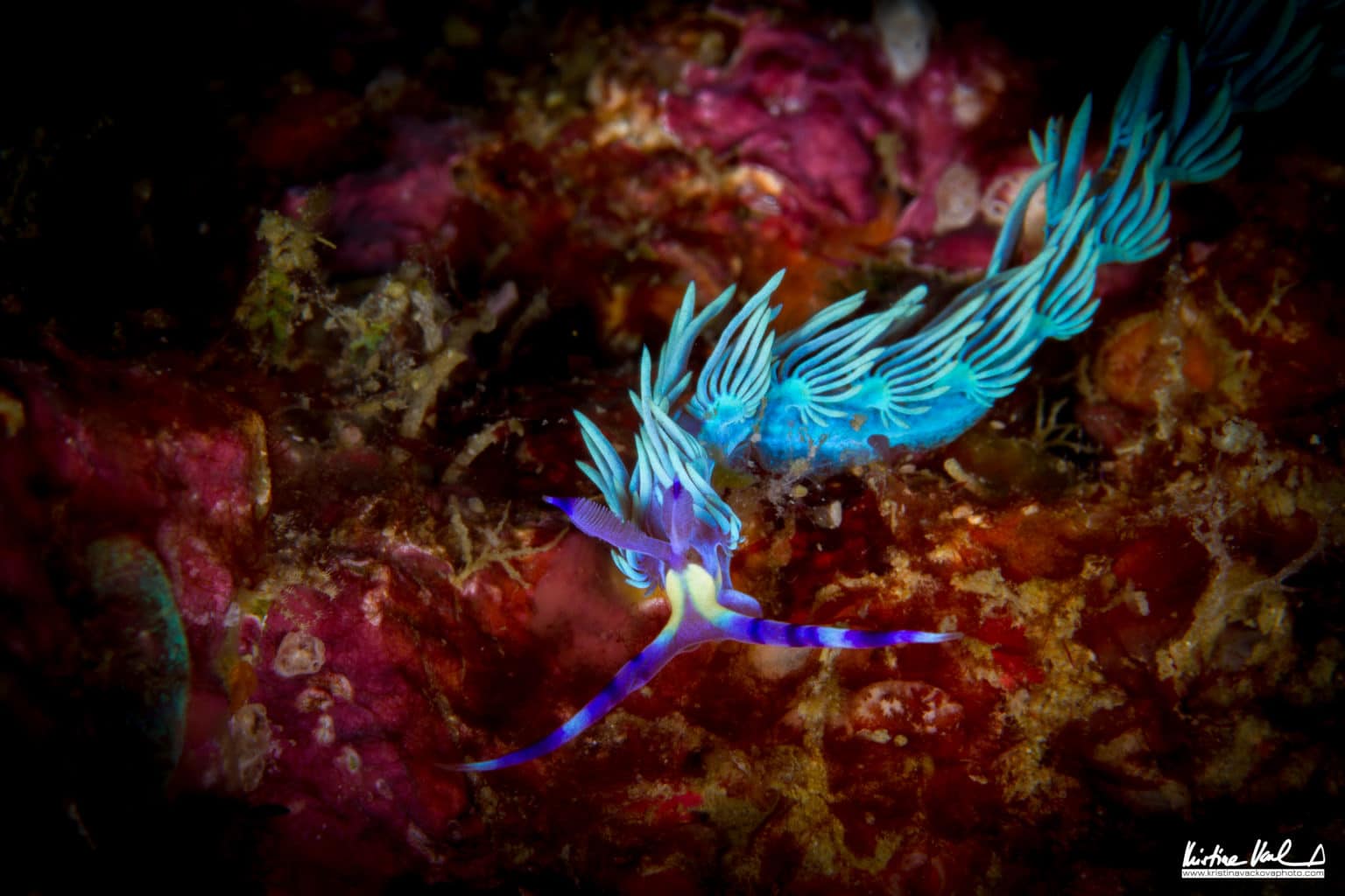 BLUE NUDI | Calico Jack
