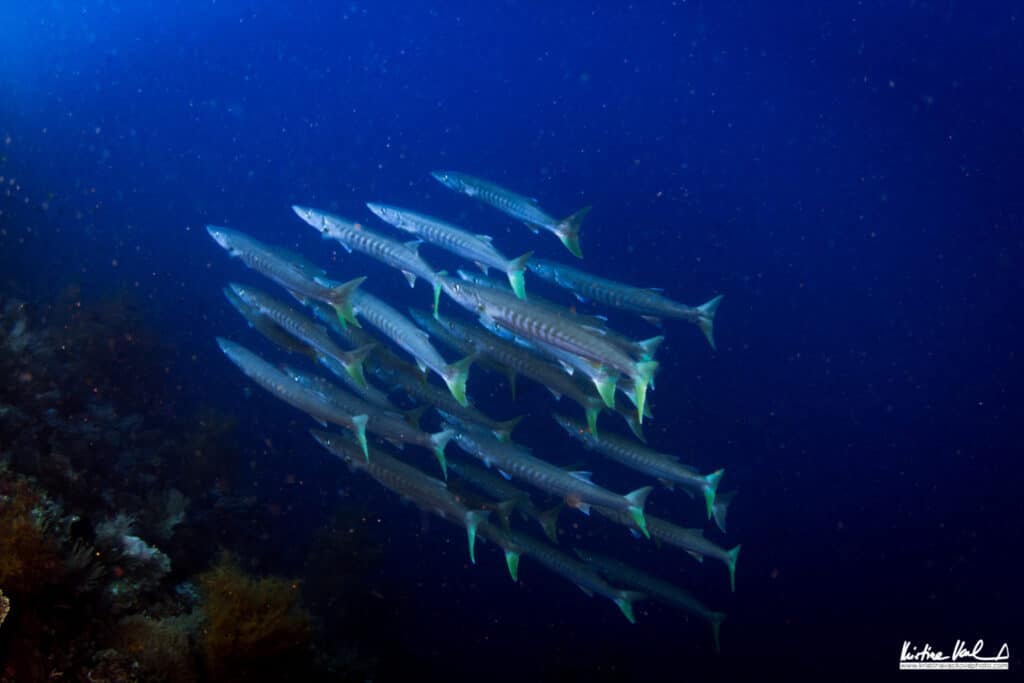 Barracudas Under Sea of Cenderawasih Bay | Calico Jack Liveaboard