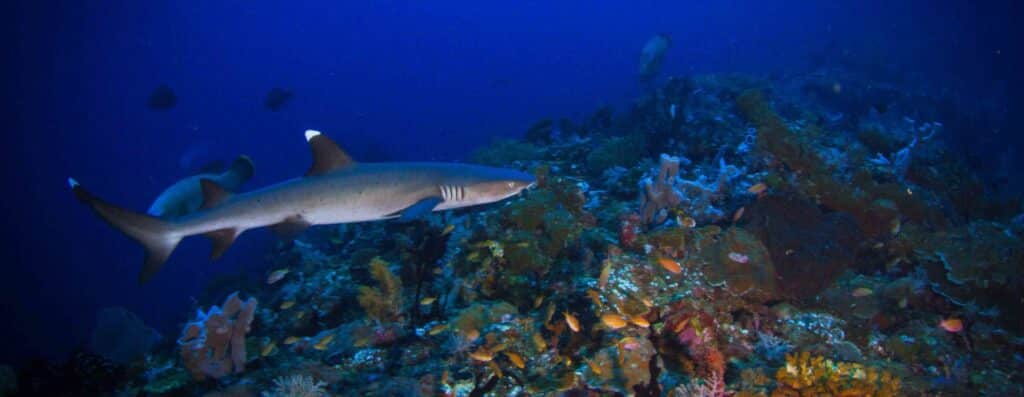 shark | Liveaboard Raja Ampat, Cenderawasih Bay, Triton Bay, Banda Sea | Calico Jack