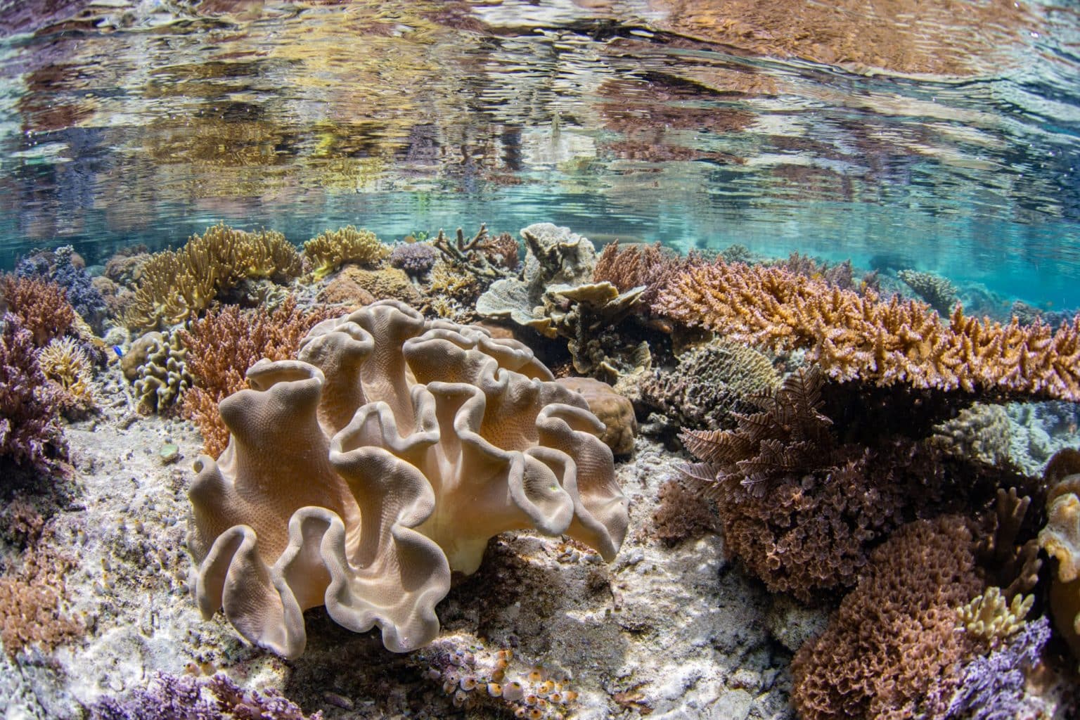 coral reef in raja ampat | Calico Jack