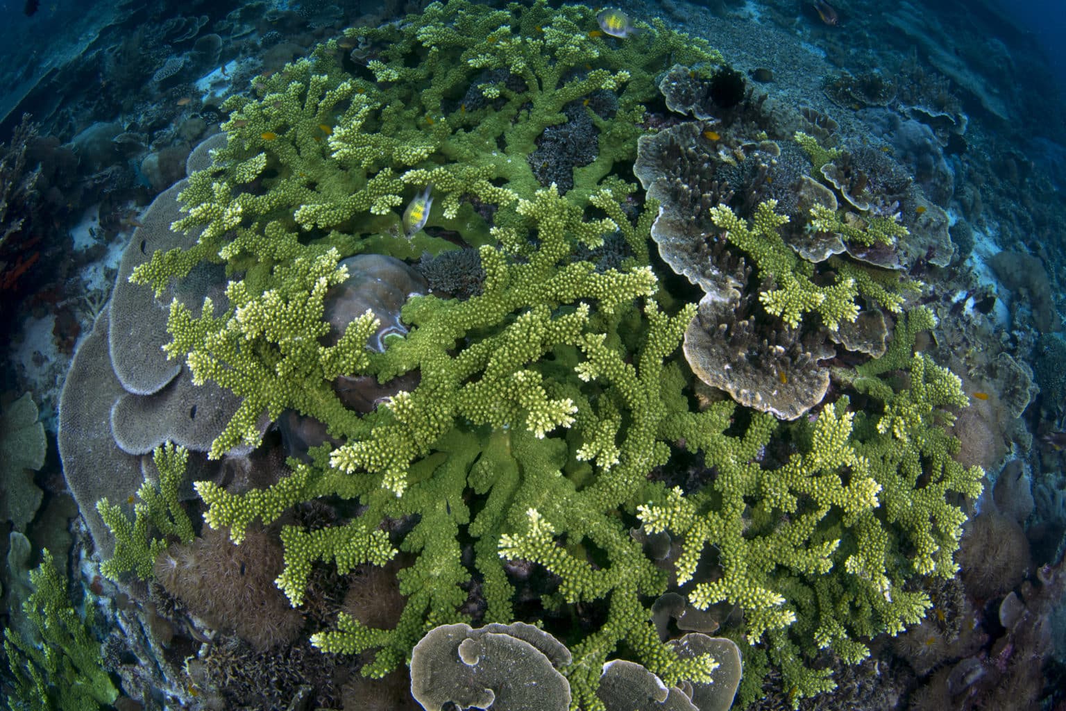 CORAL REEF | Underwater World | Calico Jack
