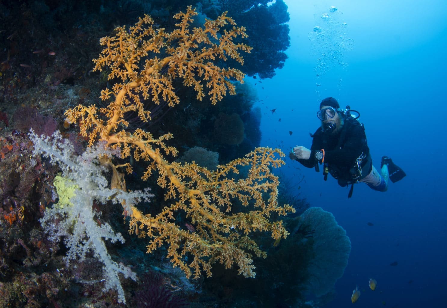 Diving and Sailing in Triton Bay | Calico Jack
