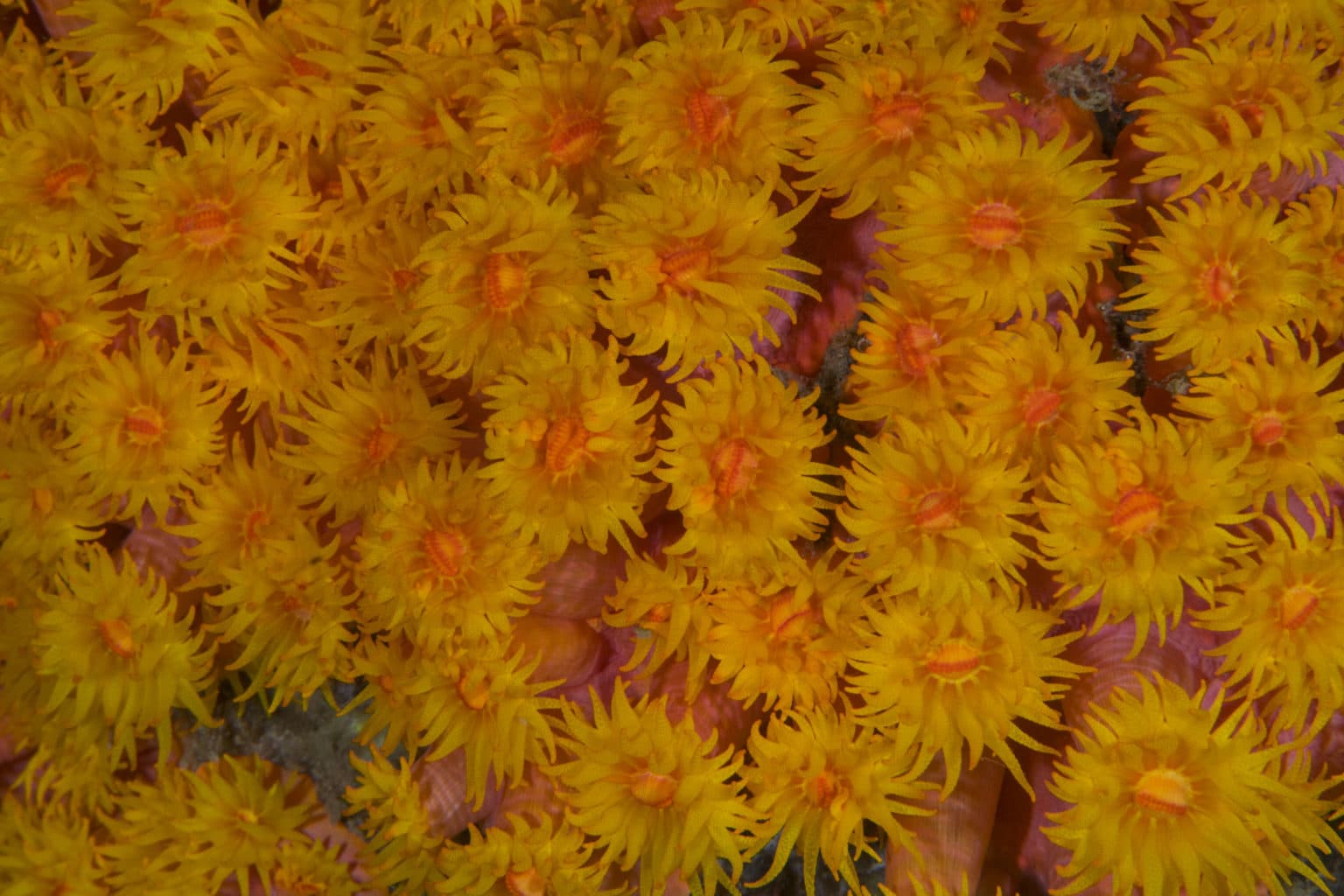 coral reef | Calico Jack