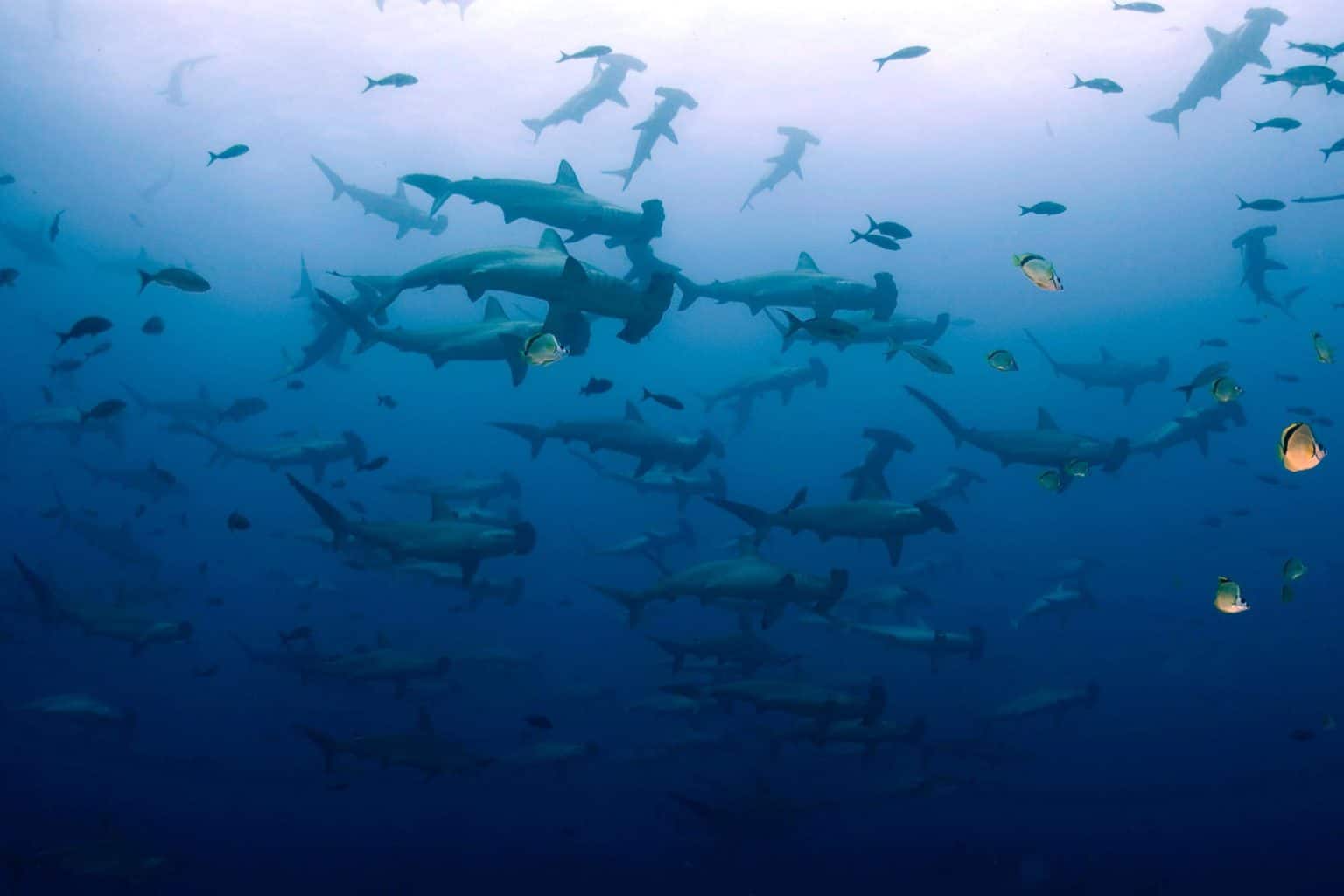 hammerhead sharks diving | Banda Sea Diving | Calico Jack