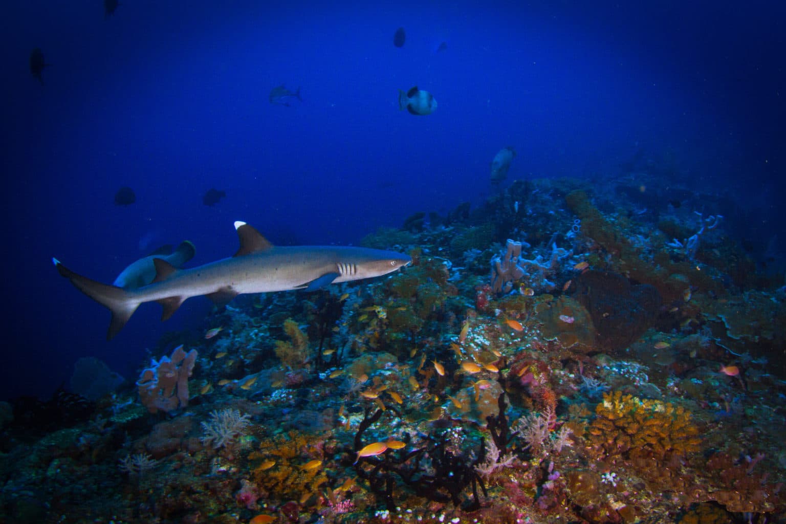 Tips to Choose the Best Diving Liveaboard for Banda Sea and Triton Bay | Calico Jack