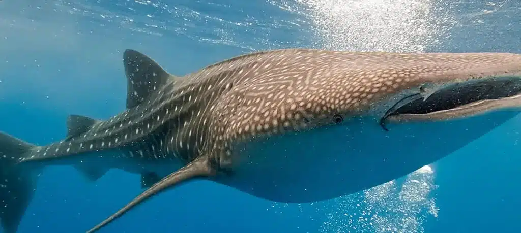Cenderawasih Bay Liveaboard