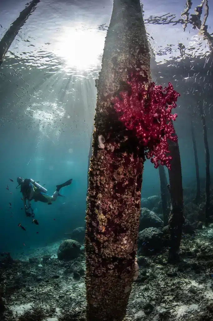 scuba diving raja ampat