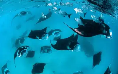 The Benefits of Liveaboard Diving