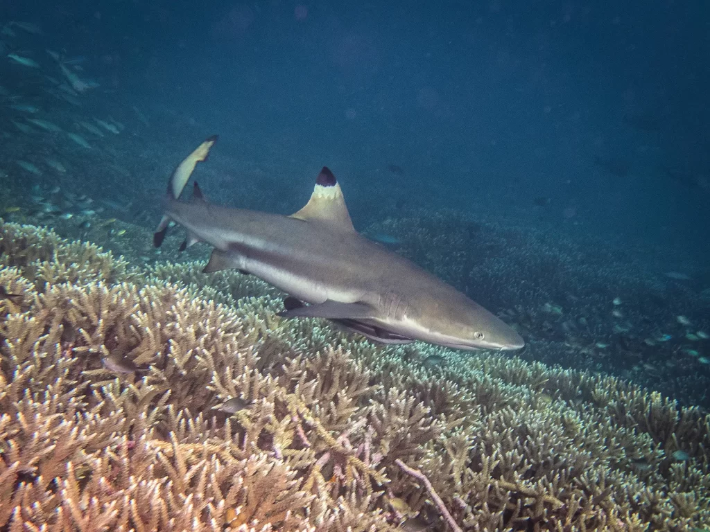 Cenderawasih Bay Liveaboard