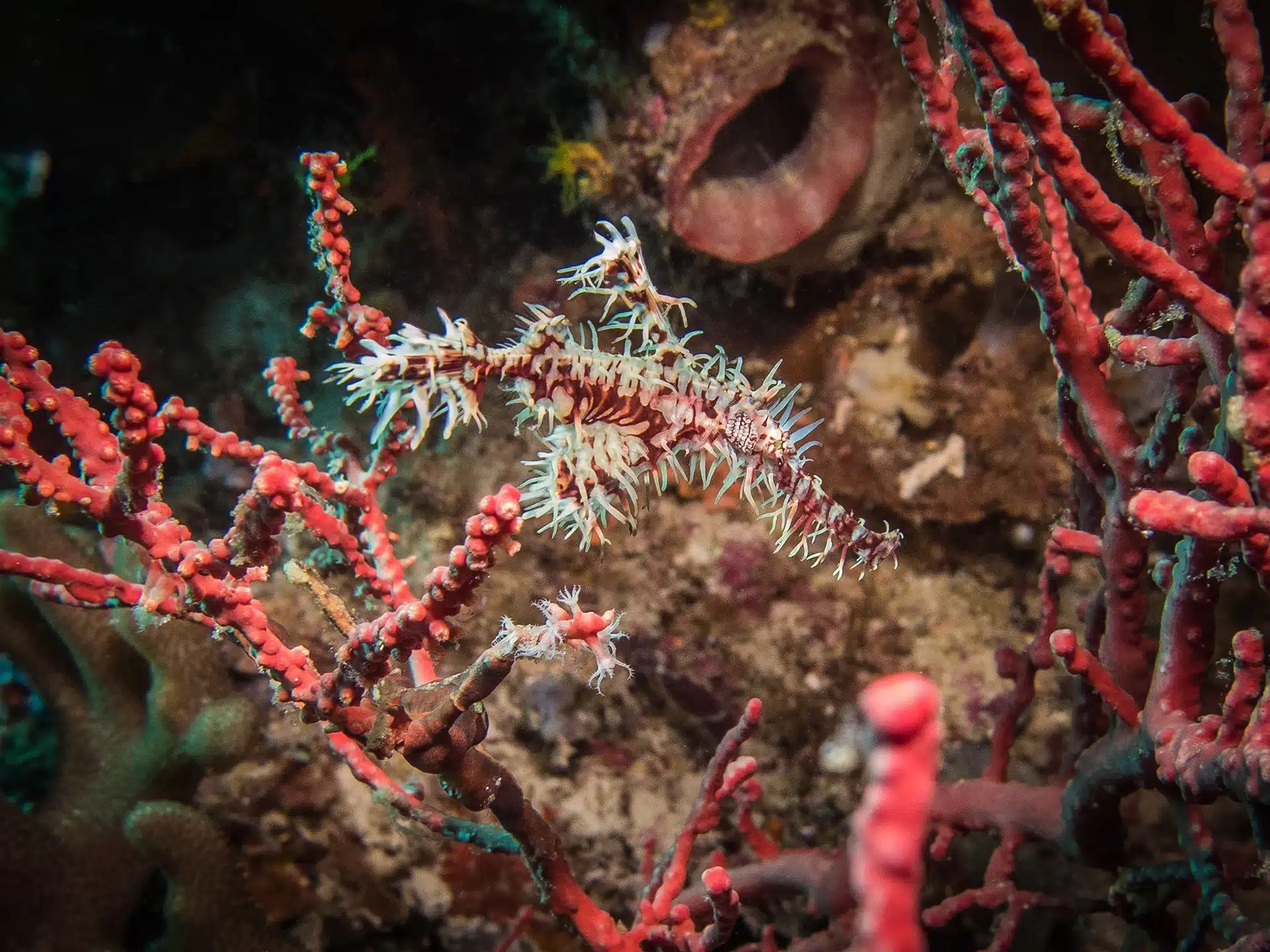 Macro diving in Missol Raja Ampat