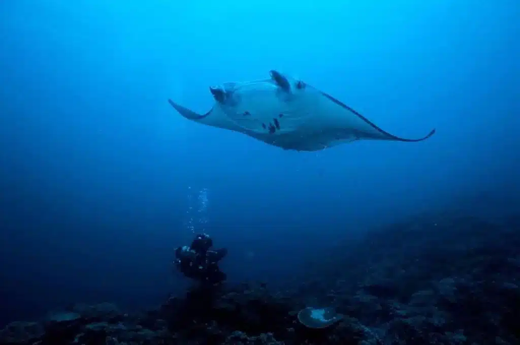 Manta Ray, Raja Ampat