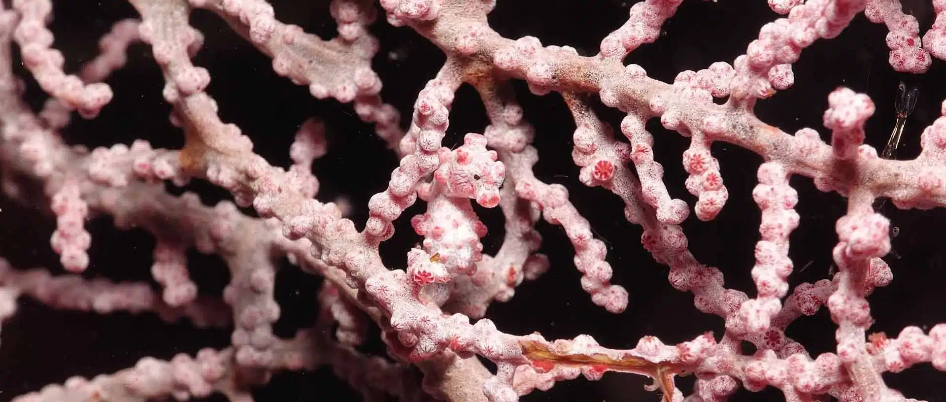 A pink pygmy Seahorse in Southern Raja Ampat
