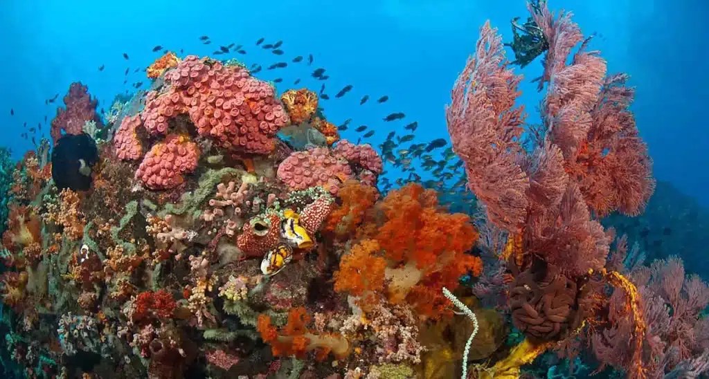raja ampat reef