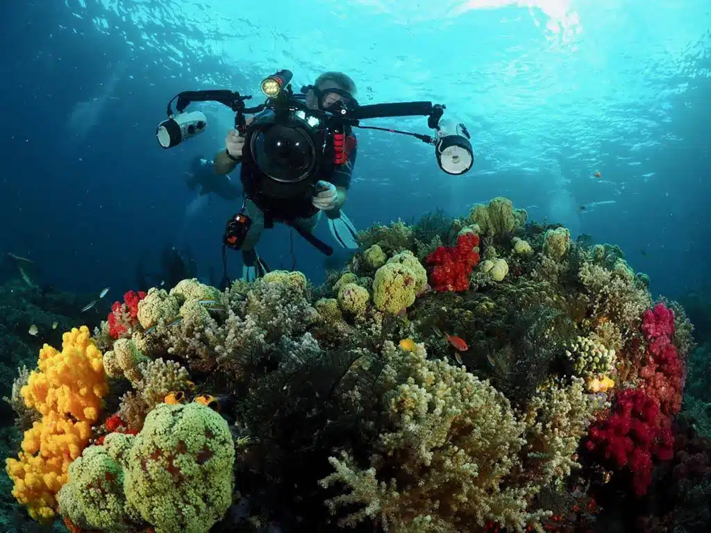 Diving photo corals