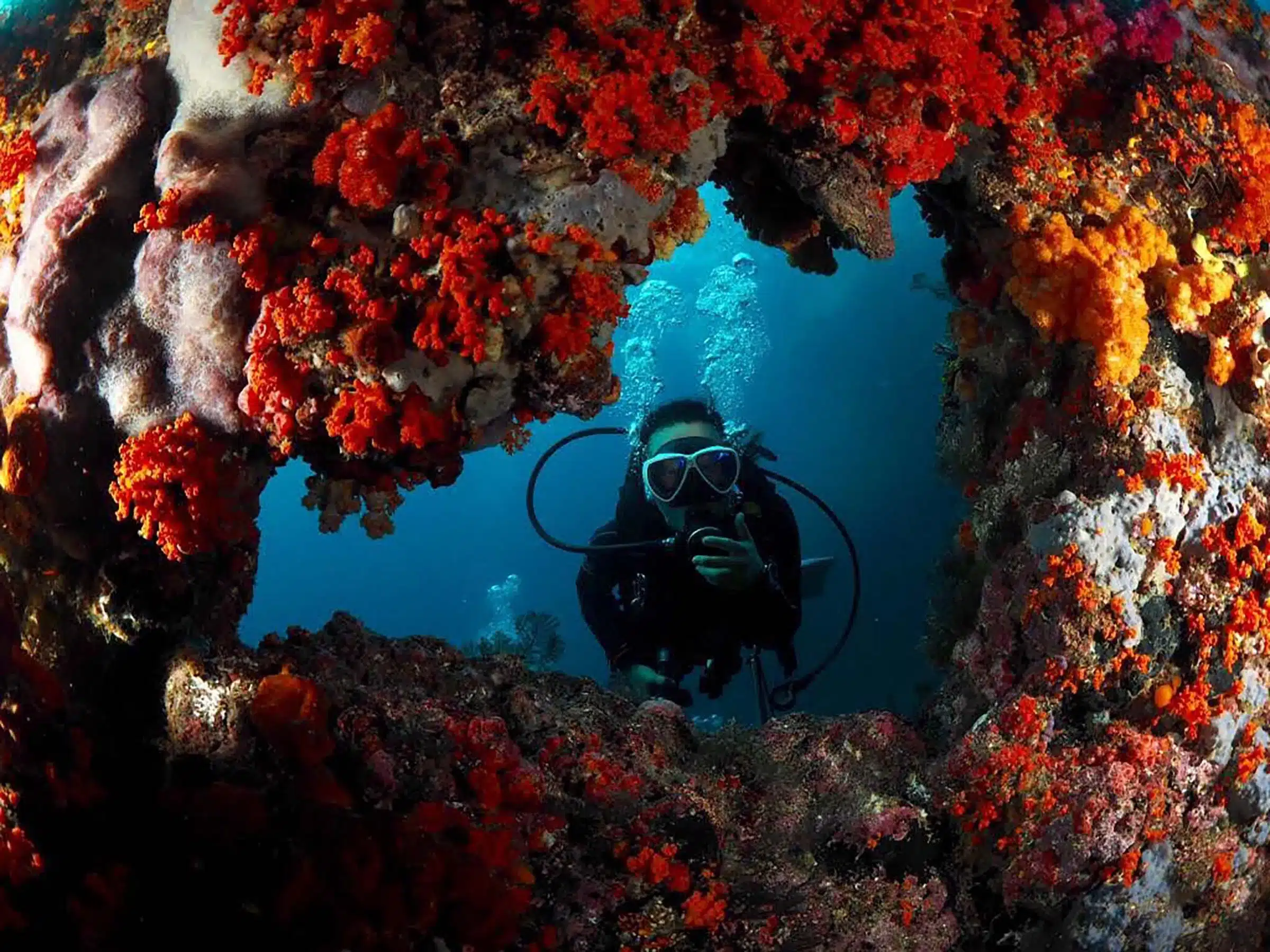 Calico Jack dives through a coral window