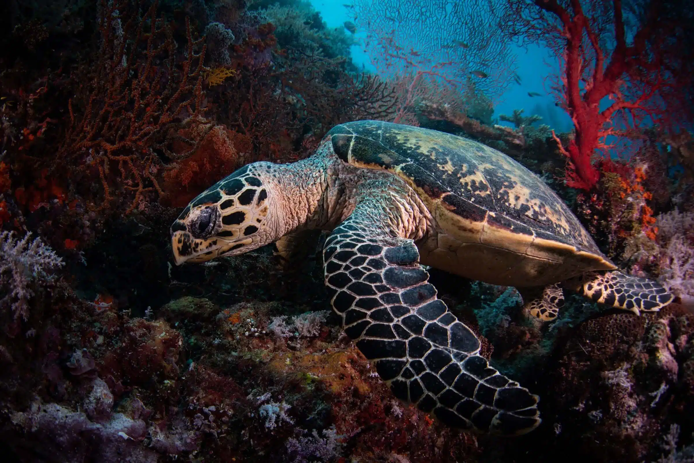 Dive with sea turtlesa in the coral gardens of Banda Neira