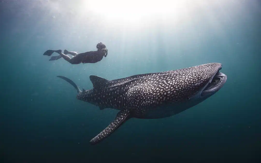 Swimming with Whale Sharks in Triton Bay