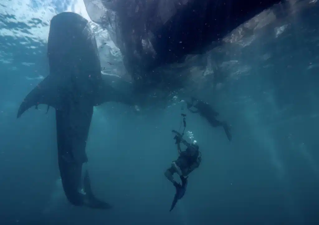 Triton Bay Liveaboard