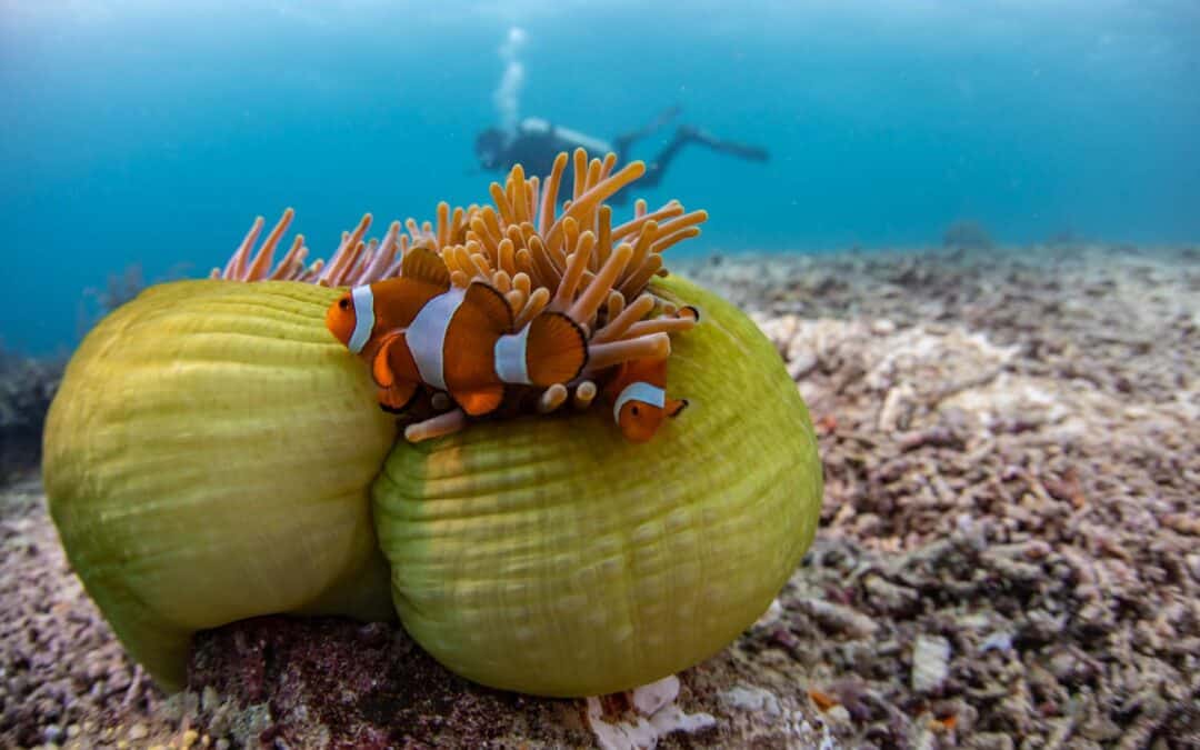 When Is the Best Time to Visit Komodo National Park?