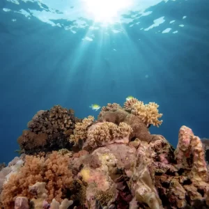 Diving Experience in Chenderawasih