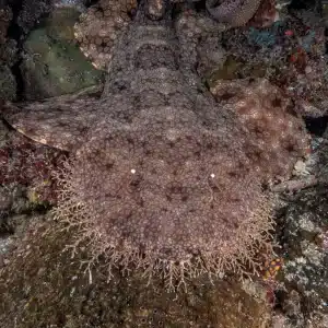 Sharks in Chenderawasih bay