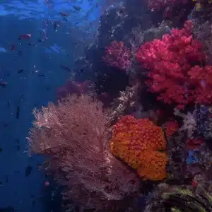 Diving in Chenderawasih Bay