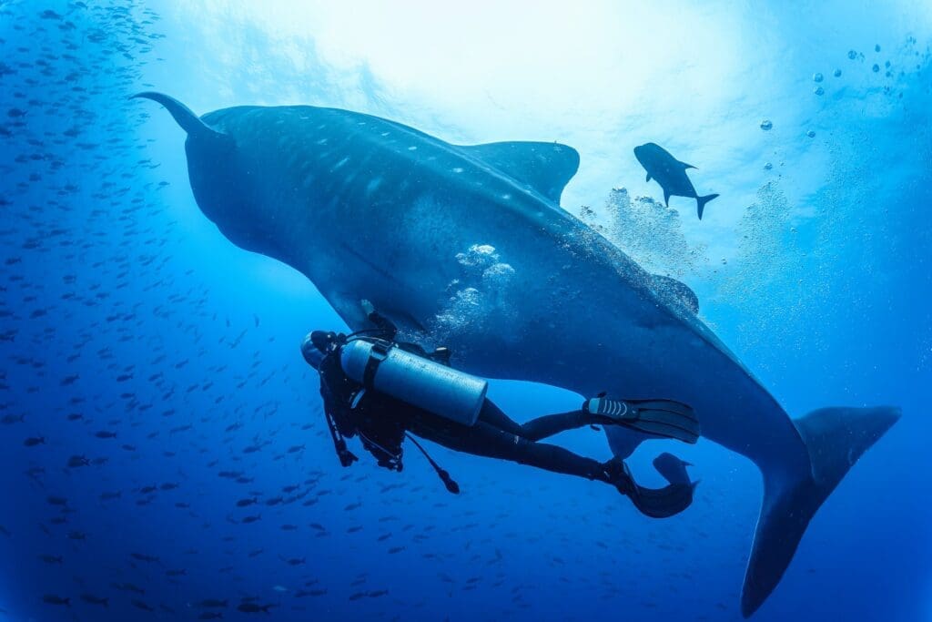 Cenderawasih Whale Shark Swimming with whale sharks