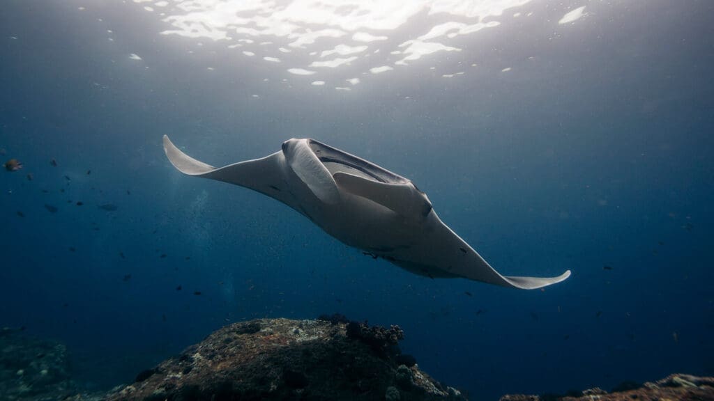 A reef manta in Manta Point Komodo, glides in the shallow waters as the sunlight breaks the surface above. 