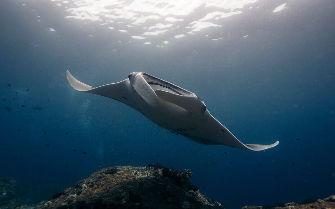 Komodo Travel Advice: Everything You Need to Know Before You Go