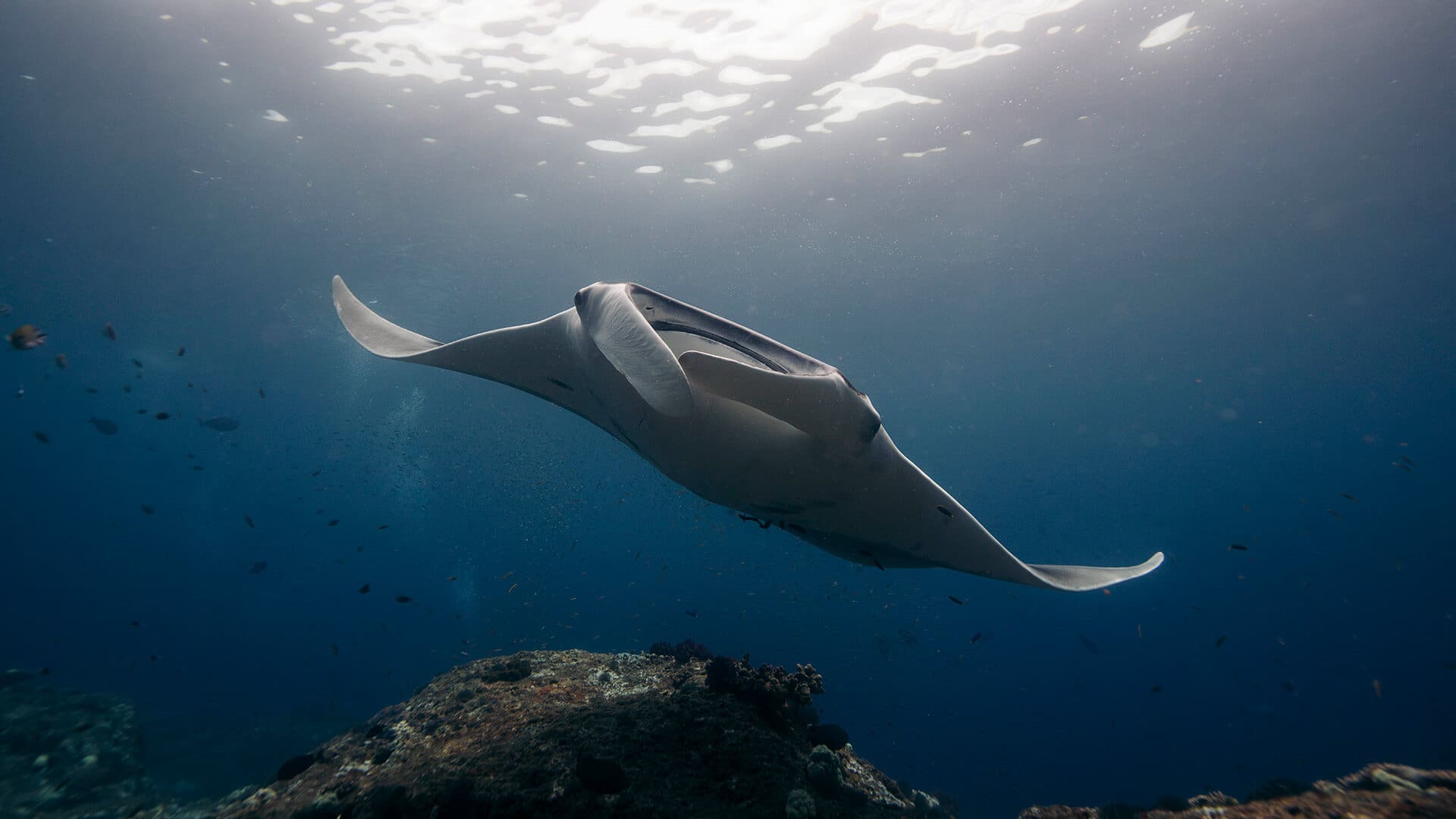 A reef manta in Manta Point Komodo, glides in the shallow waters as the sunlight breaks the surface above.