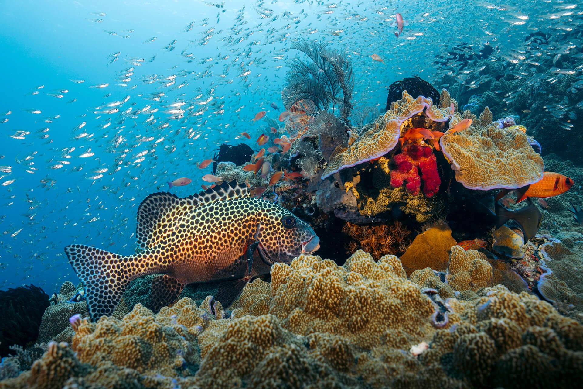 lively reef of magic mountain raja ampat