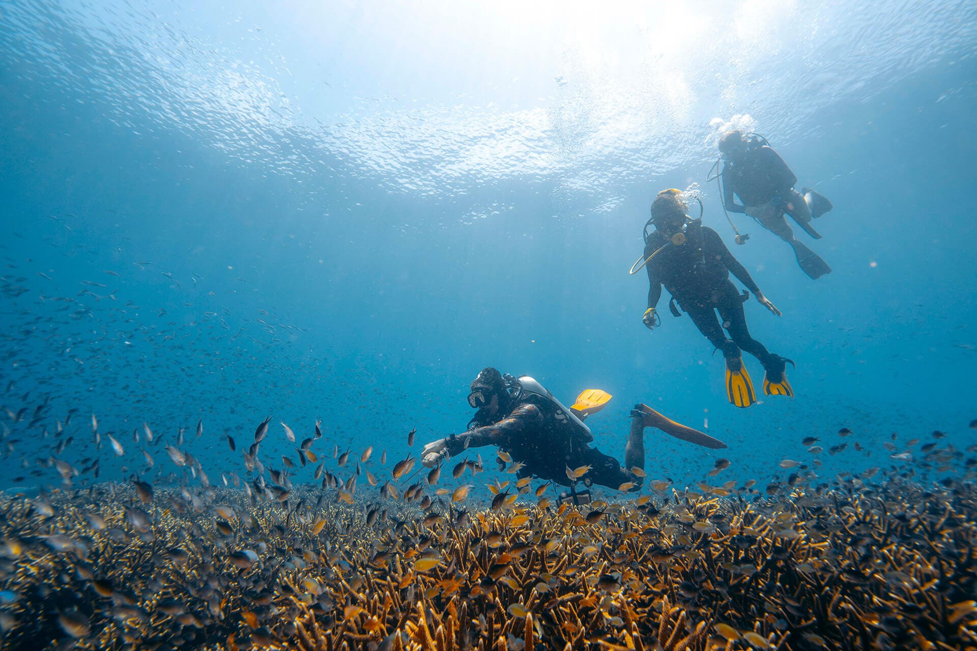 Three Divers explore the vibrant reeds of Daram